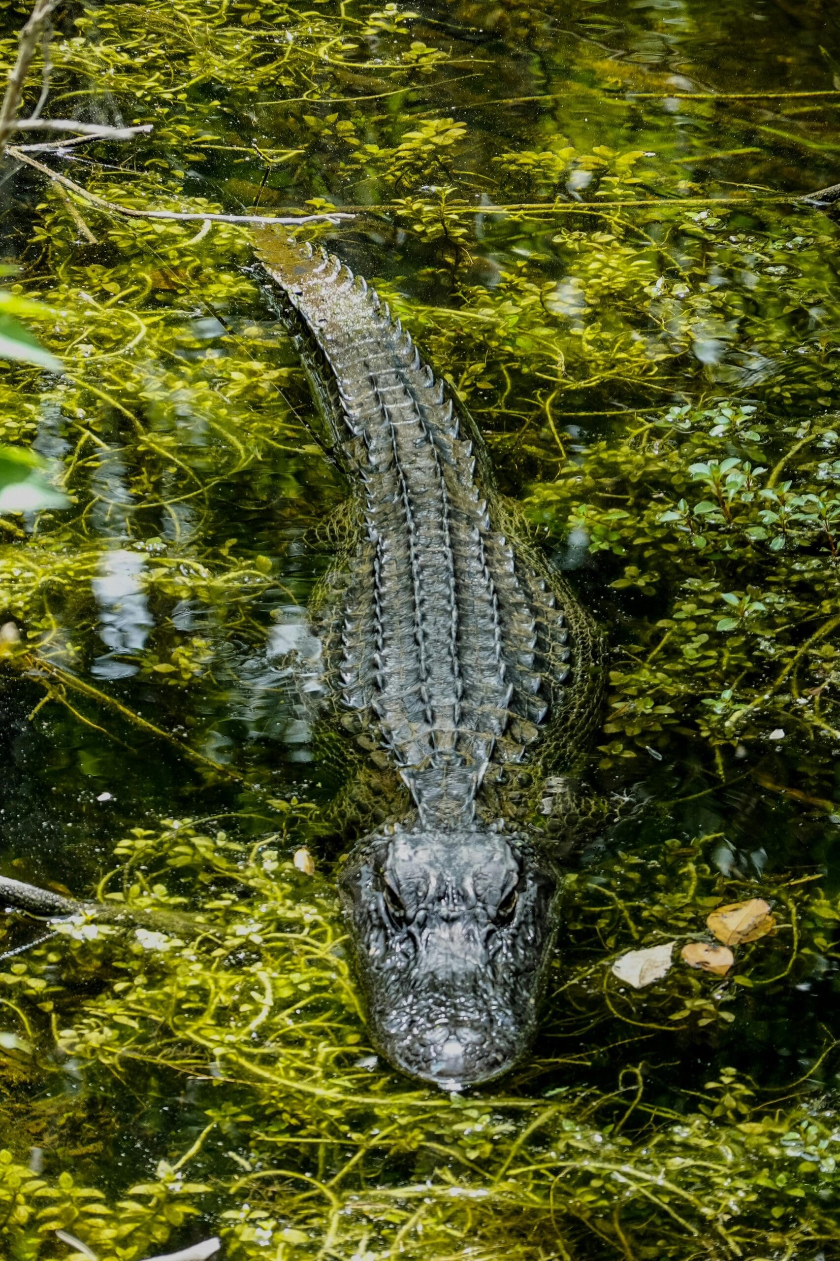 Alligator-Crocodile-Tamisha-Ford