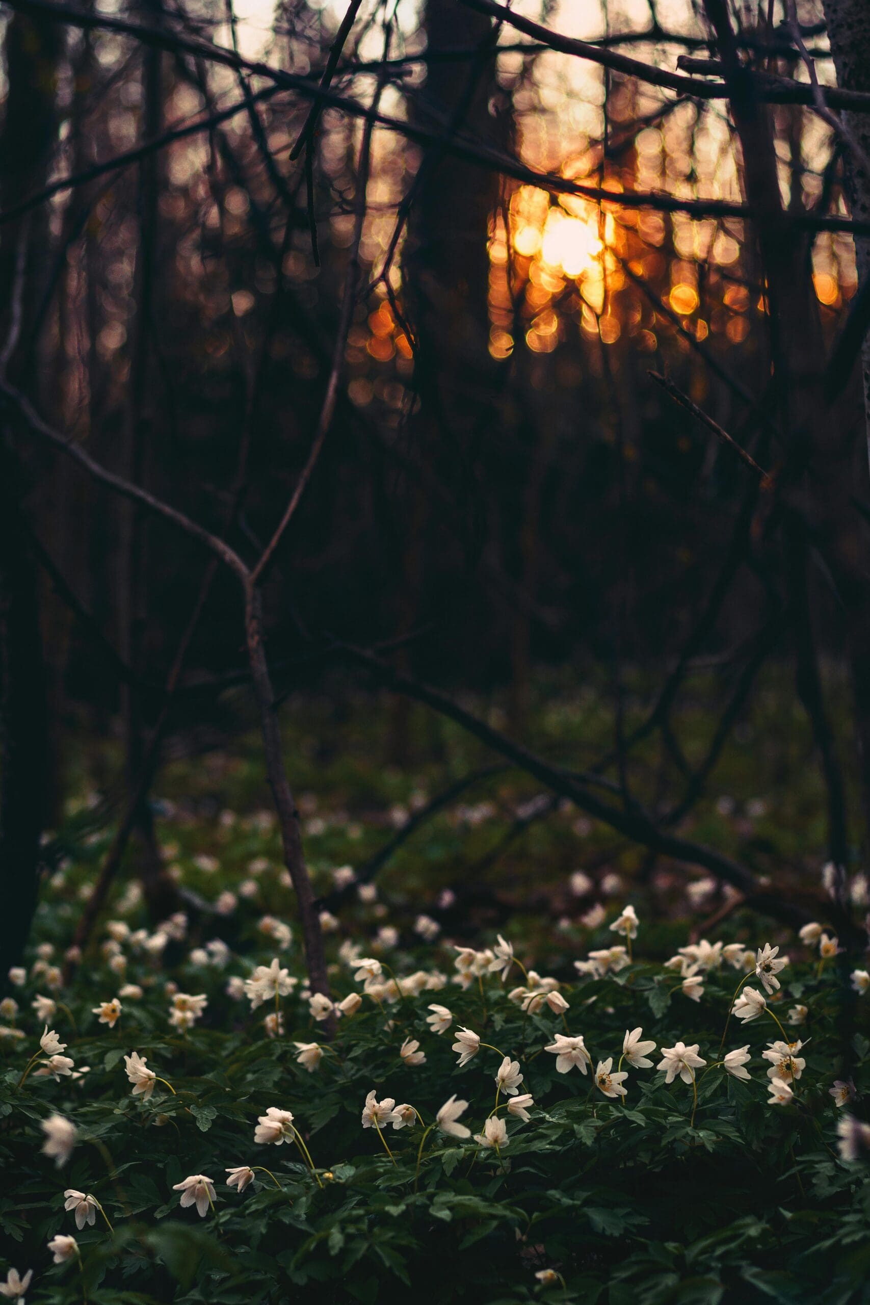 Darkness-Sinful-Nature-Tamisha-Ford